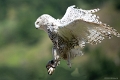 rapaces2019 (9)